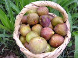 Panier de figue : Elbakor